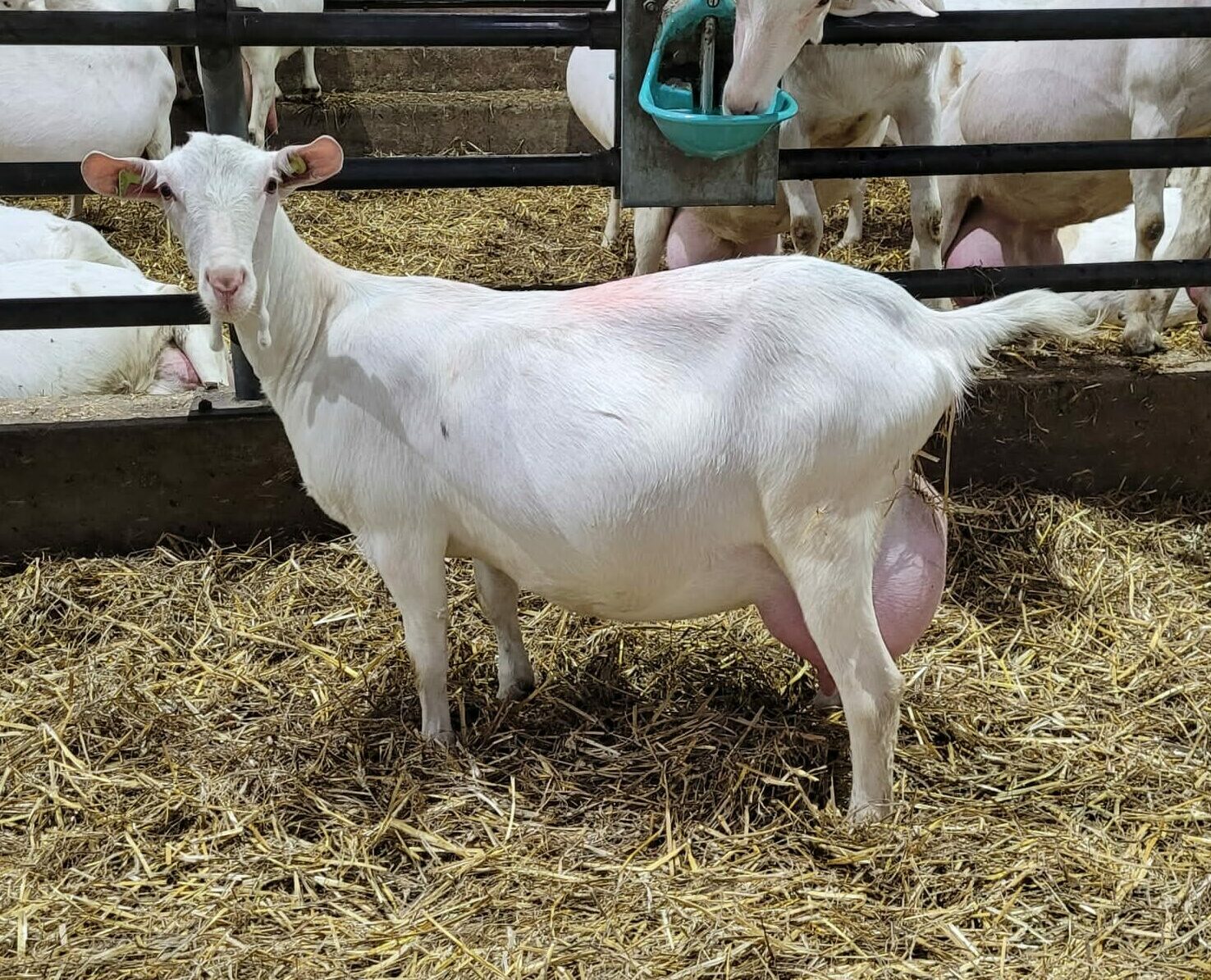 gic-dairy-goat-genetics-dochter-japio-2