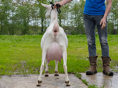 gic-dairy-goat-genetics-halfzus-p4-anderson