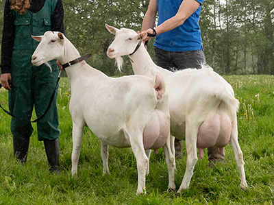 gic-dairy-goat-genetics-halfzussen-p4-anderson
