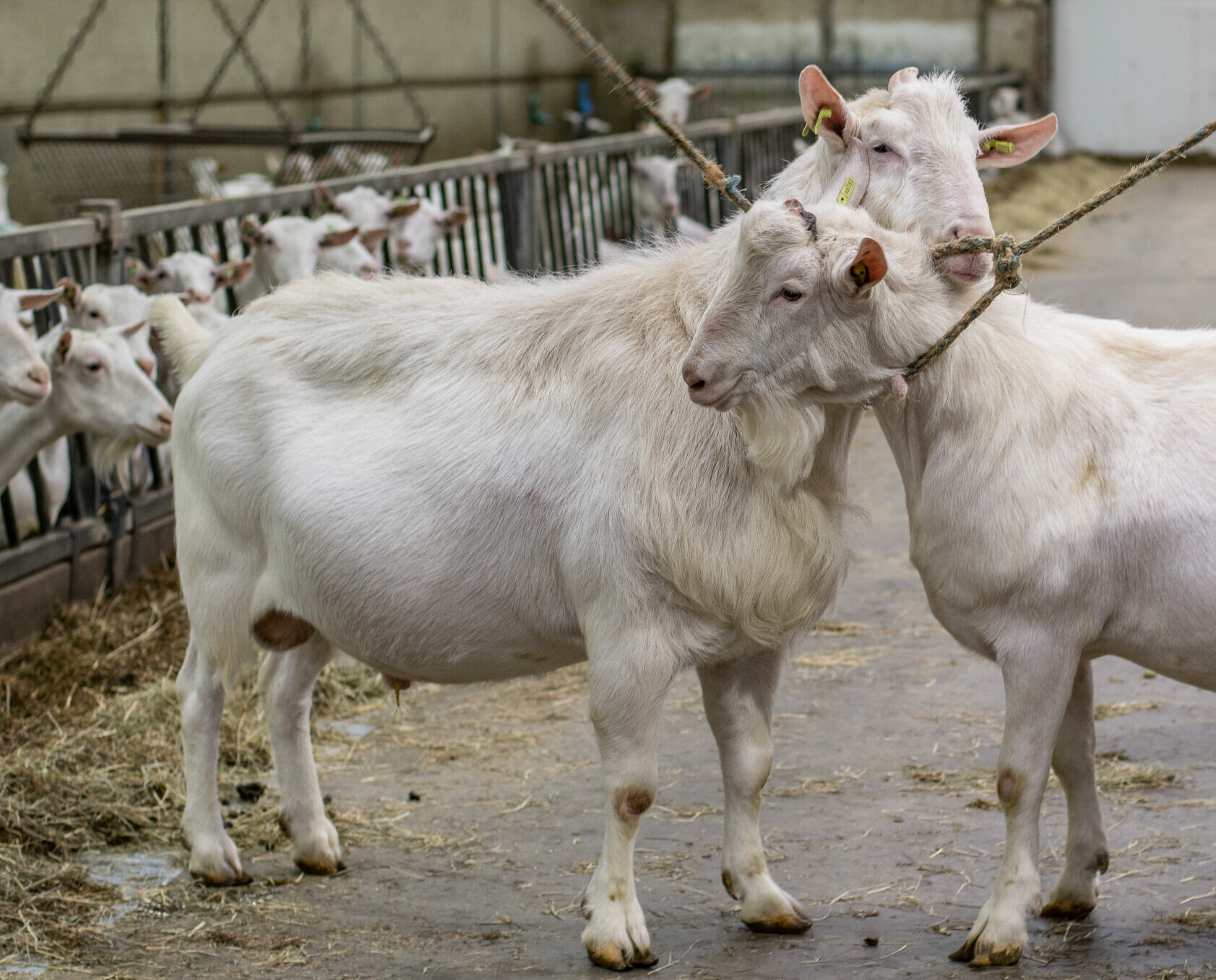 gic-dairy-goat-genetics-japio-scaled
