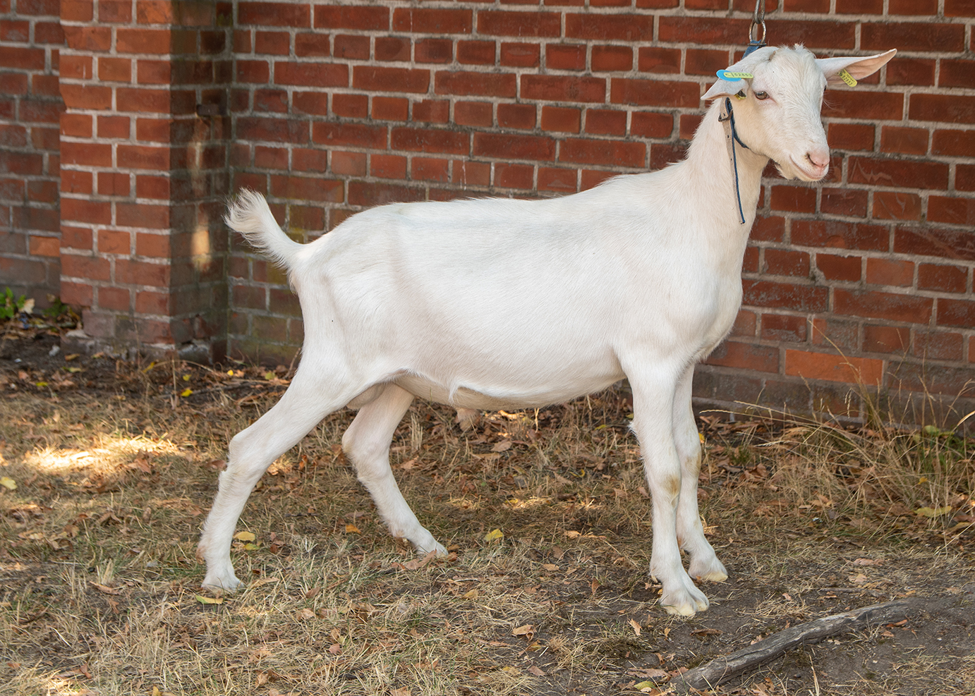 gic-dairy-goat-genetics-martijn-l