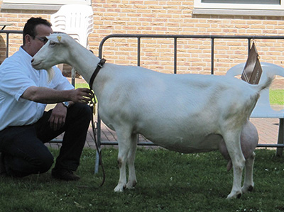 gic-dairy-goat-genetics-parents-p4-anderson